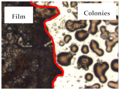 graphic file with name polymers-13-00870-i002.jpg