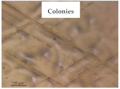 graphic file with name polymers-13-00870-i013.jpg