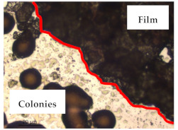 graphic file with name polymers-13-00870-i006.jpg