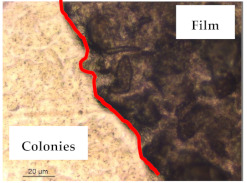 graphic file with name polymers-13-00870-i020.jpg