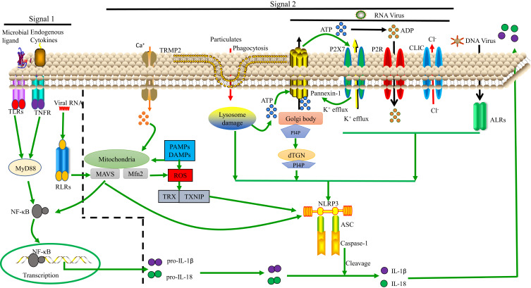 Figure 1