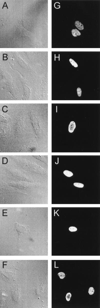 FIG. 7