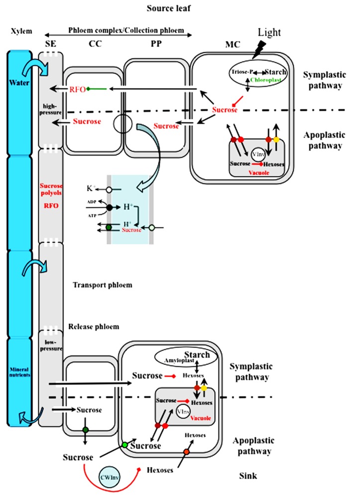 FIGURE 1