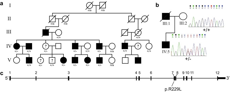 Fig. 1