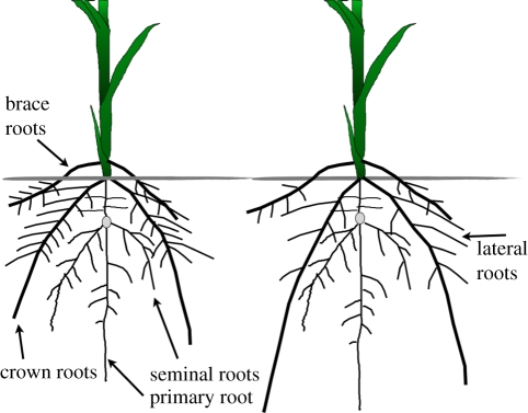 Figure 1.