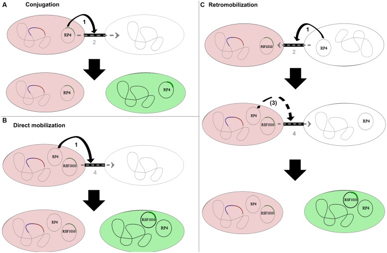 FIGURE 1