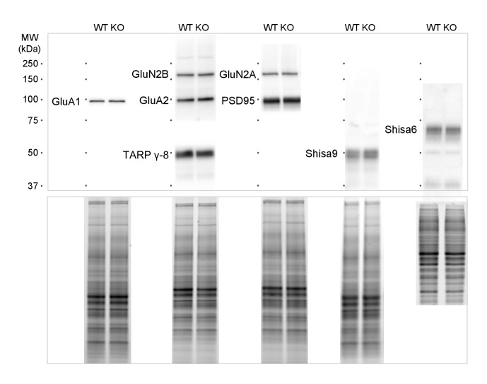 Figure 4—figure supplement 2.