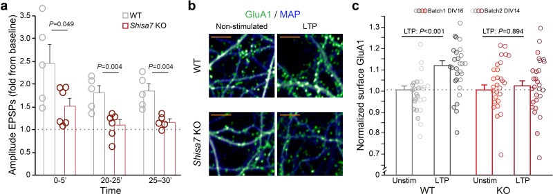 Figure 6—figure supplement 2.