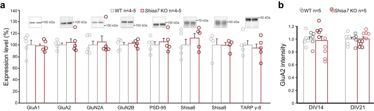 Figure 4—figure supplement 1.