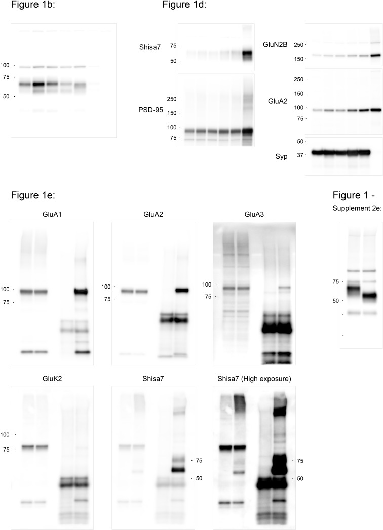 Figure 1—figure supplement 3.