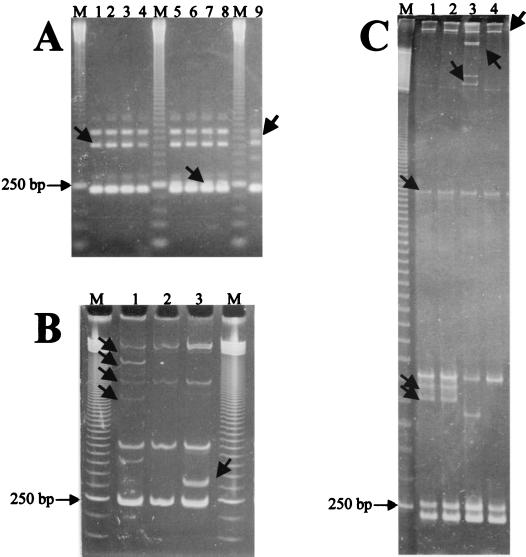 FIG. 1