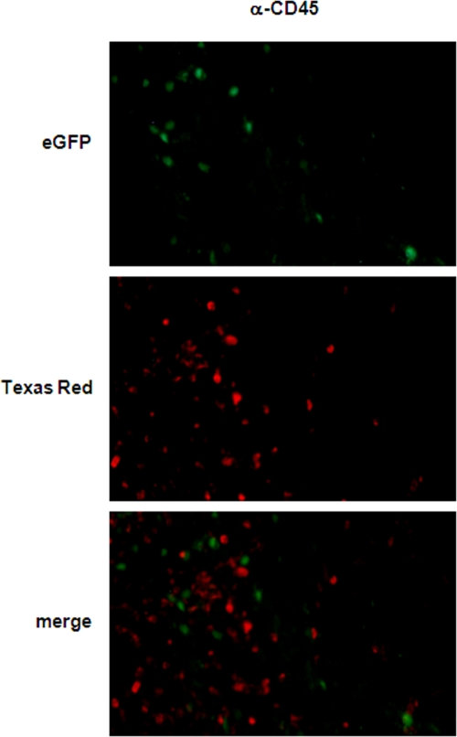 FIG. 8.