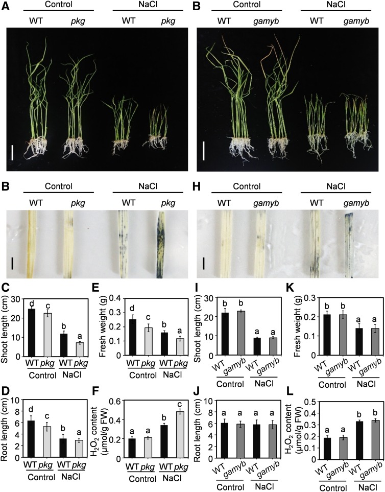 Figure 11.