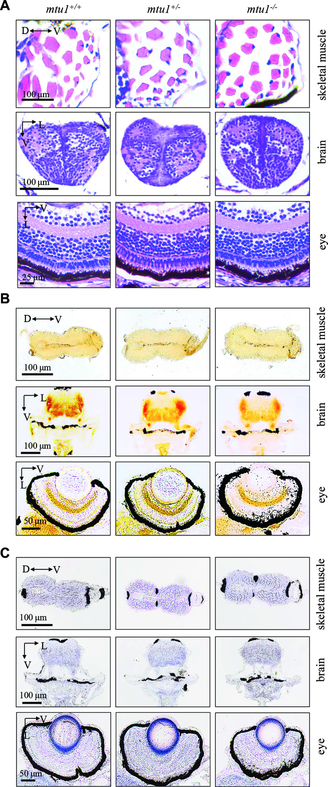 Figure 10.