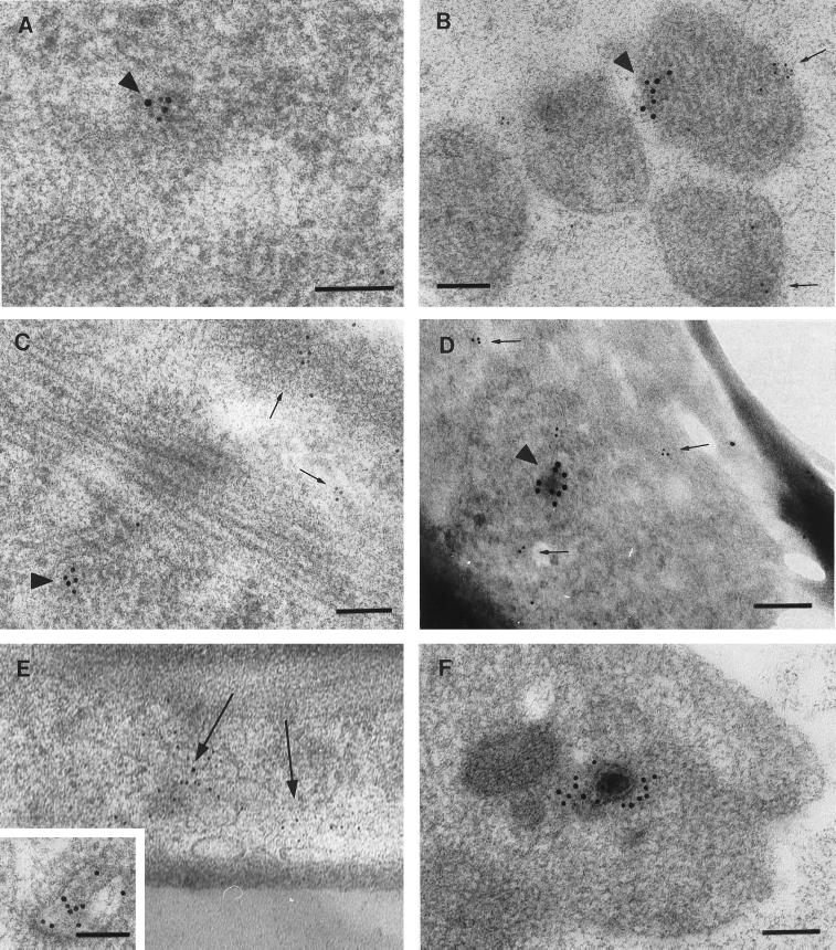 FIG. 7