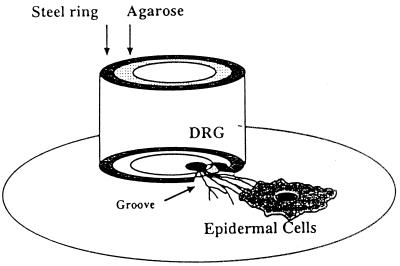 FIG. 1