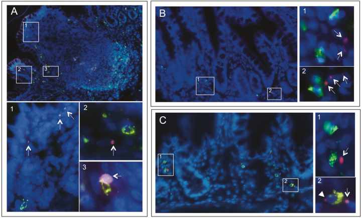 FIGURE 4.