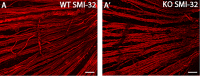 Fig 5
