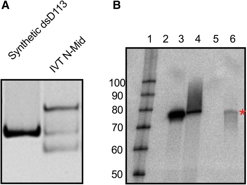 FIGURE 6.