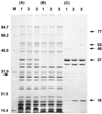 FIG. 1