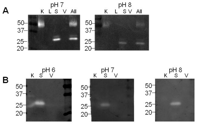 Manipulating substrate and pH in zymogr aphy protocols selectively ...