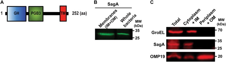 FIG 1