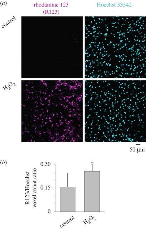 Figure 5.