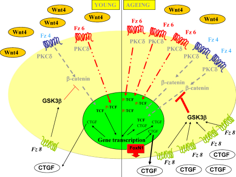 Fig. 6