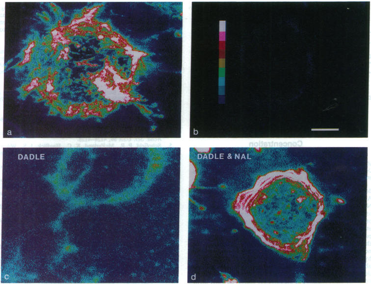 graphic file with name pnas01097-0140-a.jpg