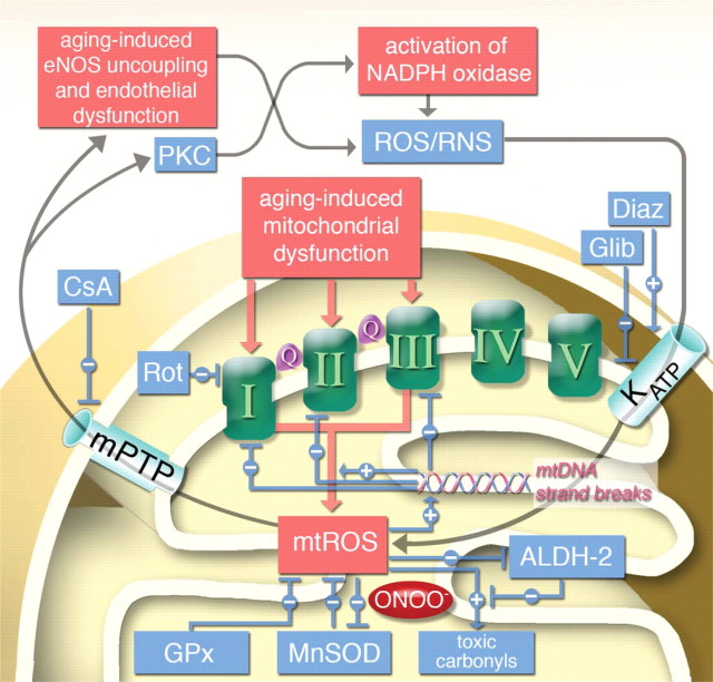 Figure 6