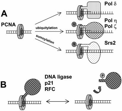 Fig. (2)