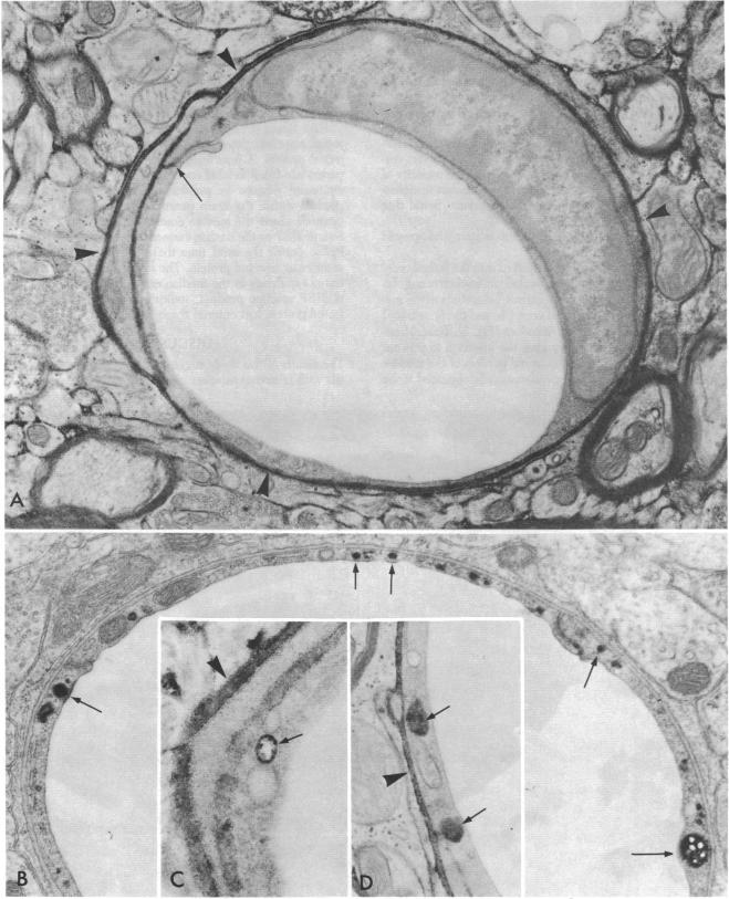 graphic file with name pnas00649-0306-a.jpg