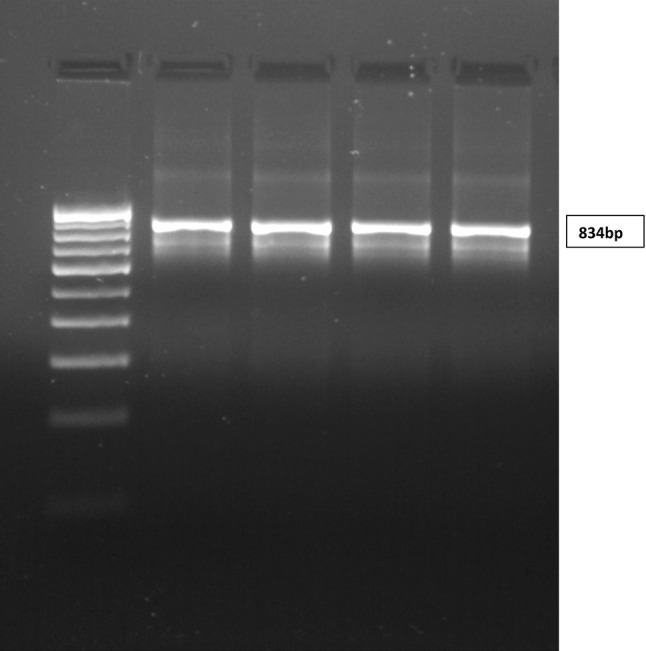 Fig. 2