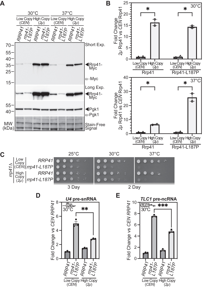 Figure 4