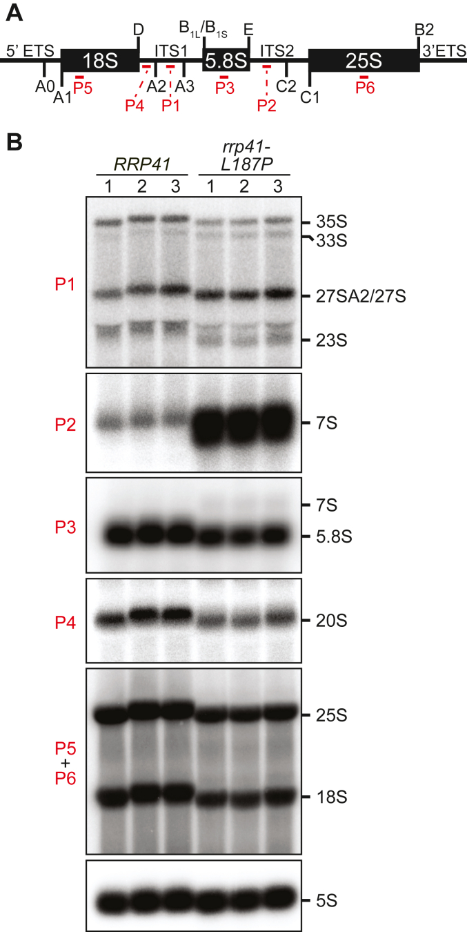 Figure 5