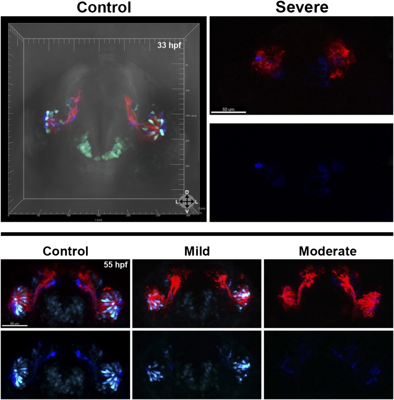 Figure 5—figure supplement 1.