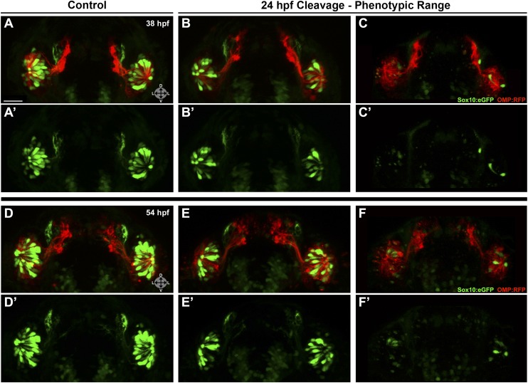 Figure 6—figure supplement 1.