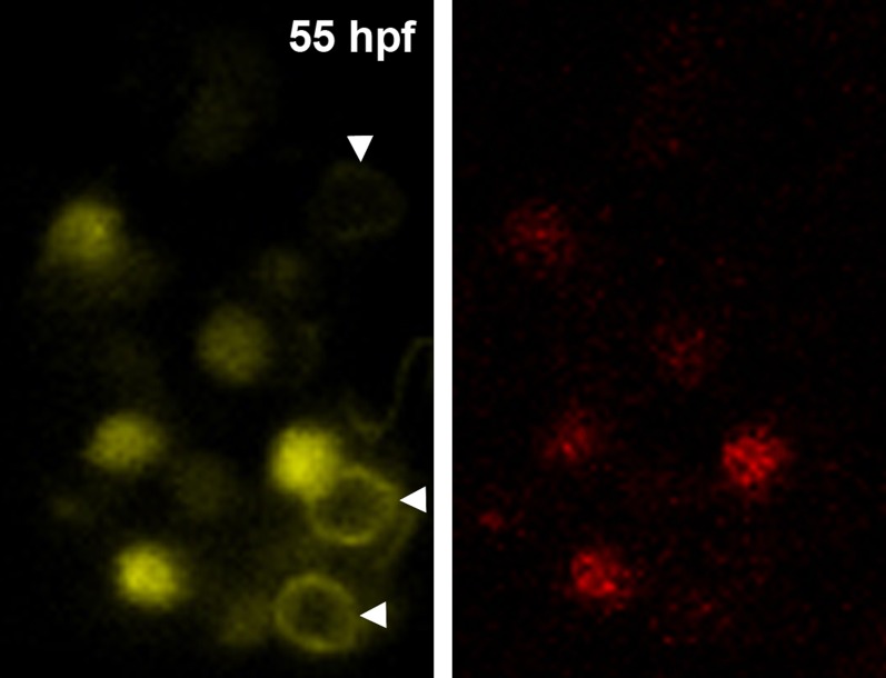 Figure 2—figure supplement 1.