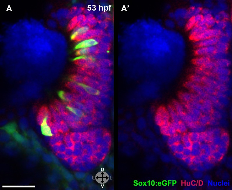 Figure 1—figure supplement 2.