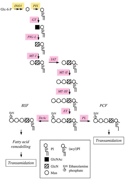 Fig. 4