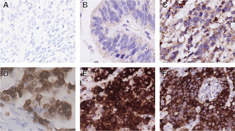 Fig. 1