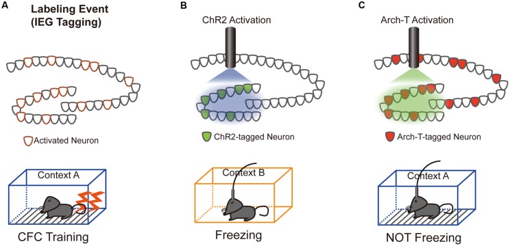 FIGURE 1