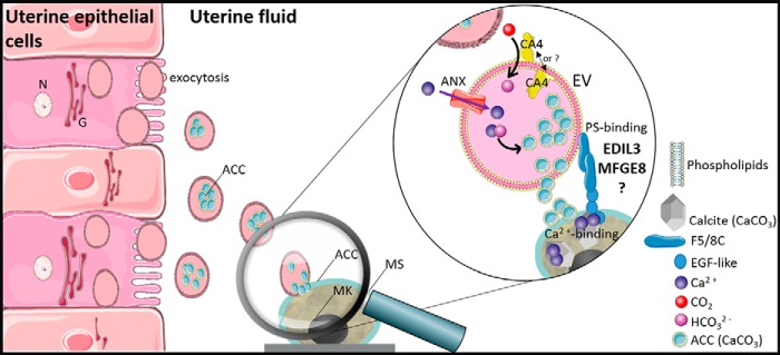 Figure 7.