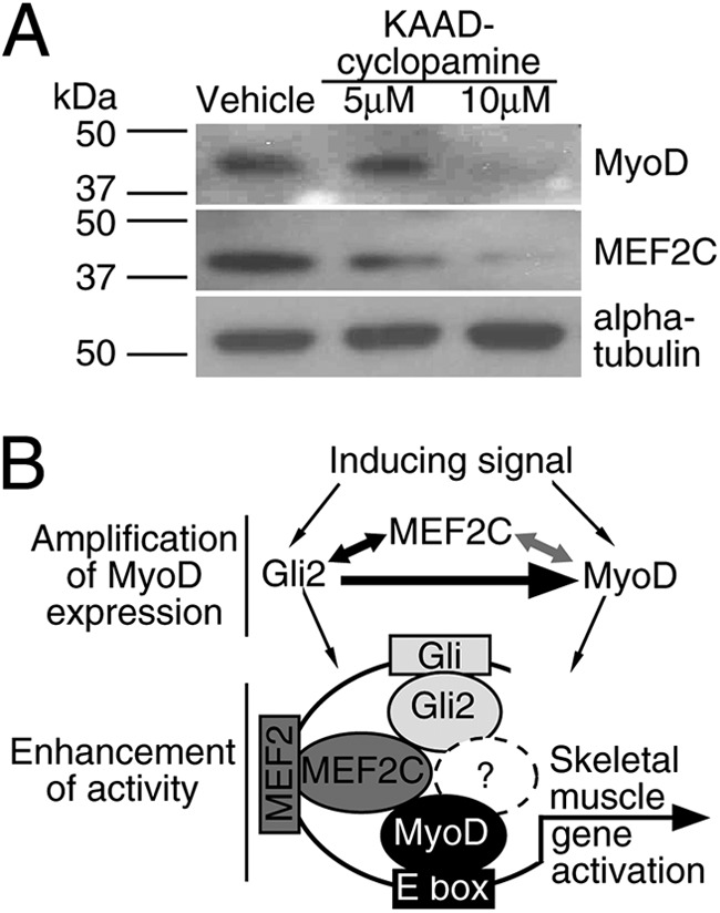 FIGURE 9.