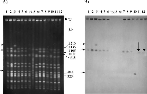 FIG. 1.