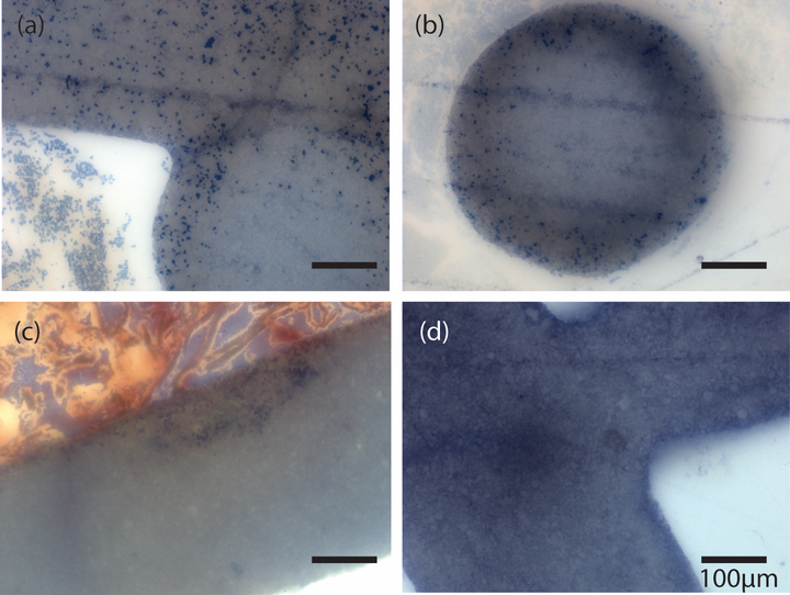 Figure 5.