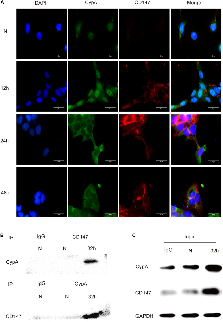 FIGURE 3