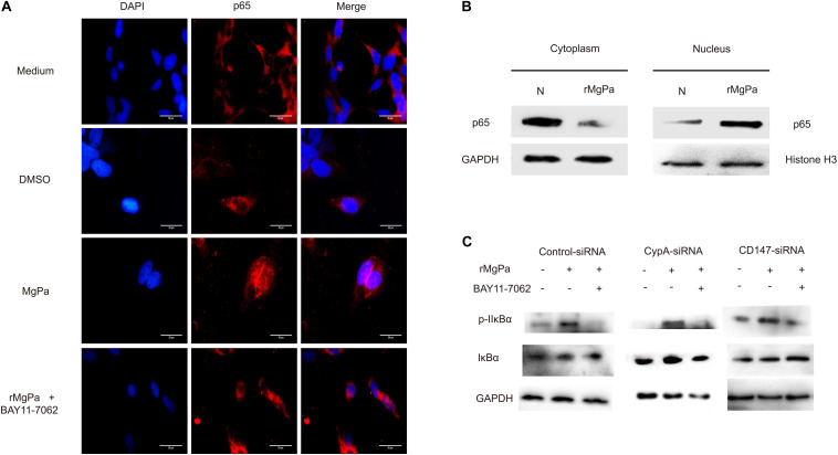 FIGURE 6