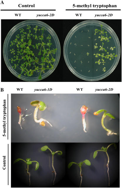 Figure 6.