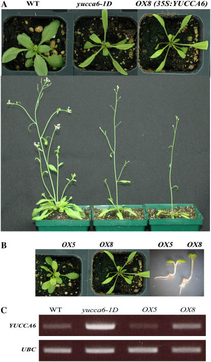 Figure 3.